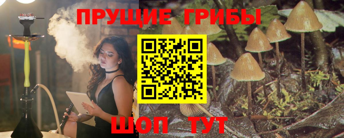 Псилоцибиновые грибы мицелий Екатеринбург